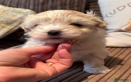 Maltipoo dogs for sale: Fully dna tested Maltipoos  - Image 7