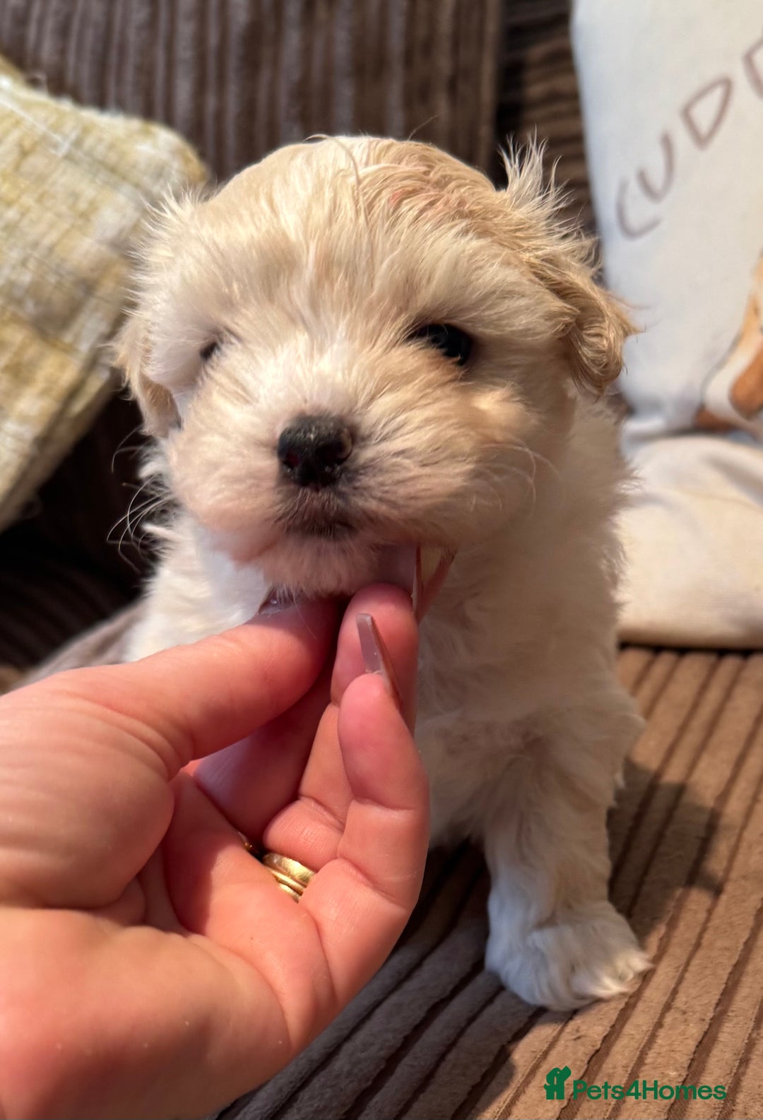 Maltipoo dogs for sale: Fully dna tested Maltipoos  - Image 7