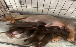 Dachshund dogs for sale: 6 boy dachshund puppies  - Image 3