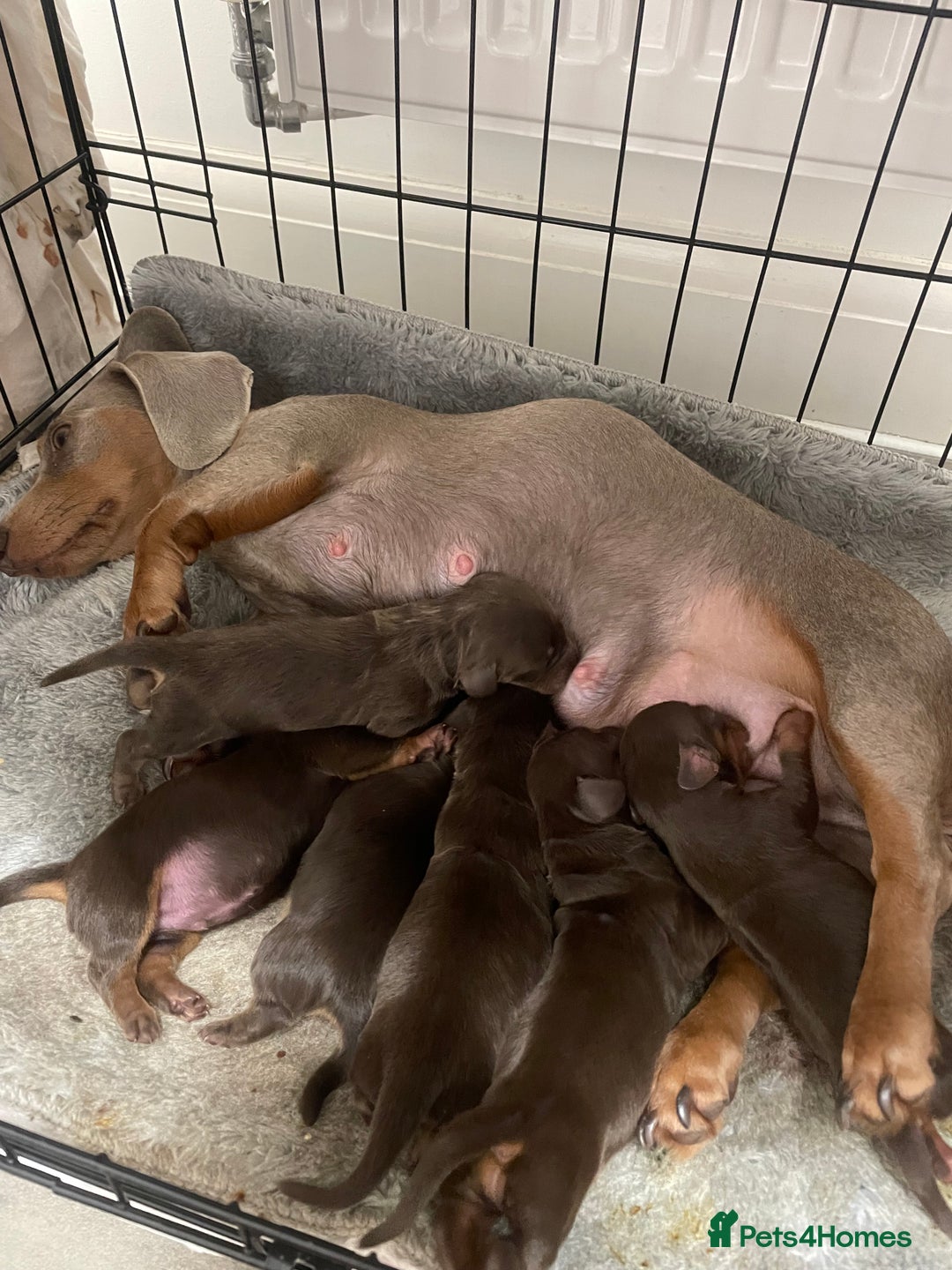 Dachshund dogs for sale: 6 boy dachshund puppies  - Image 3