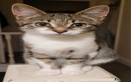 British Shorthair cats for sale: X2 British Shorthairs (male/female) - Image 8