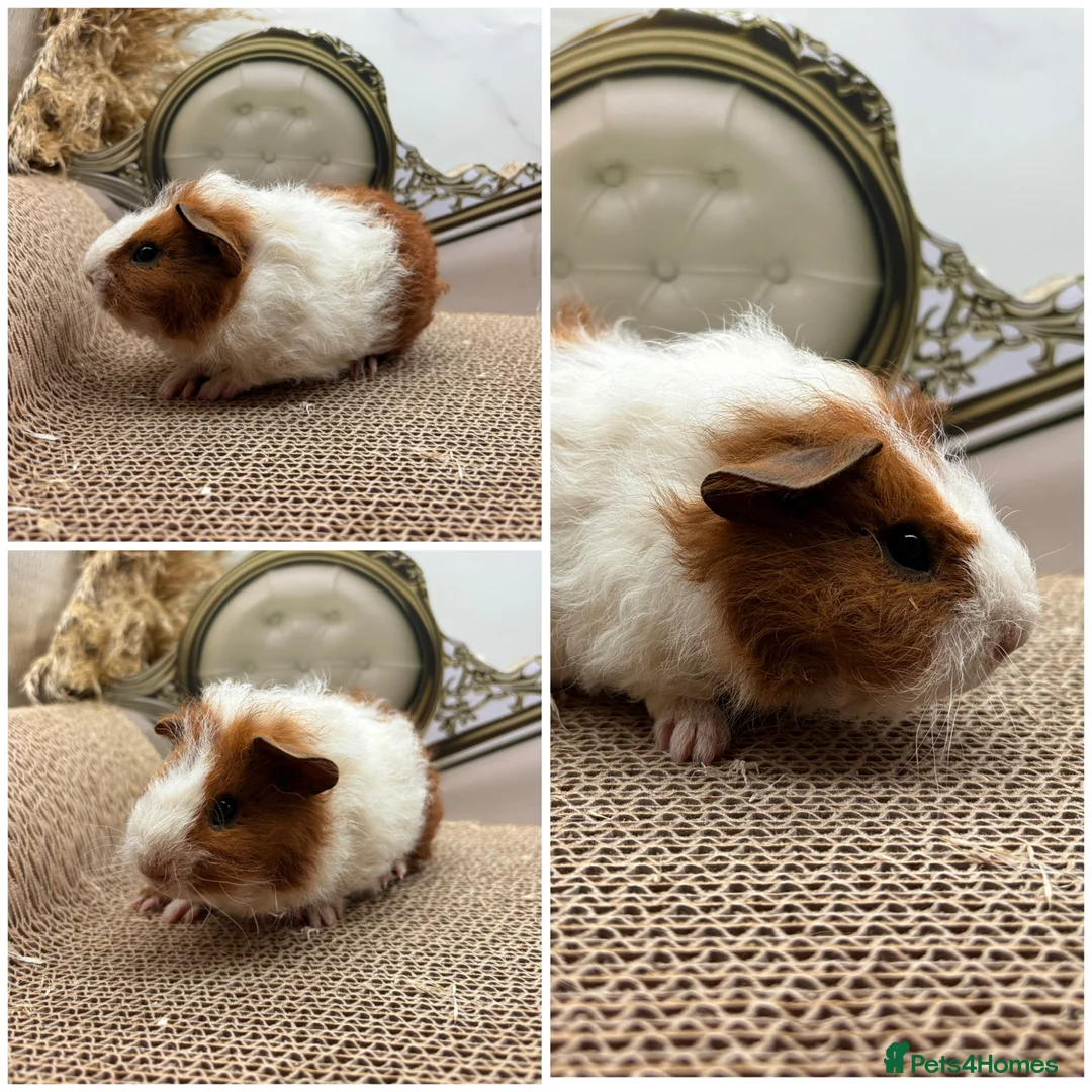 Guinea Pig rodents for sale: Multiple Piggy’s for sale ☺️ - Advert 2