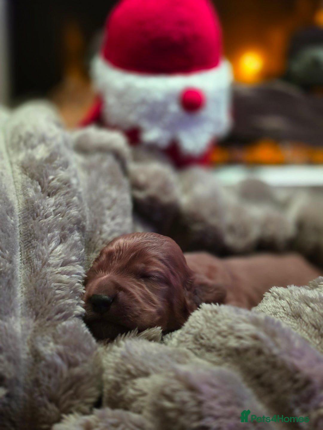 Cockapoo dogs for sale: ✨ Beautiful F2 Multi-Gen Cockapoo Puppies 4 Left - Image 8