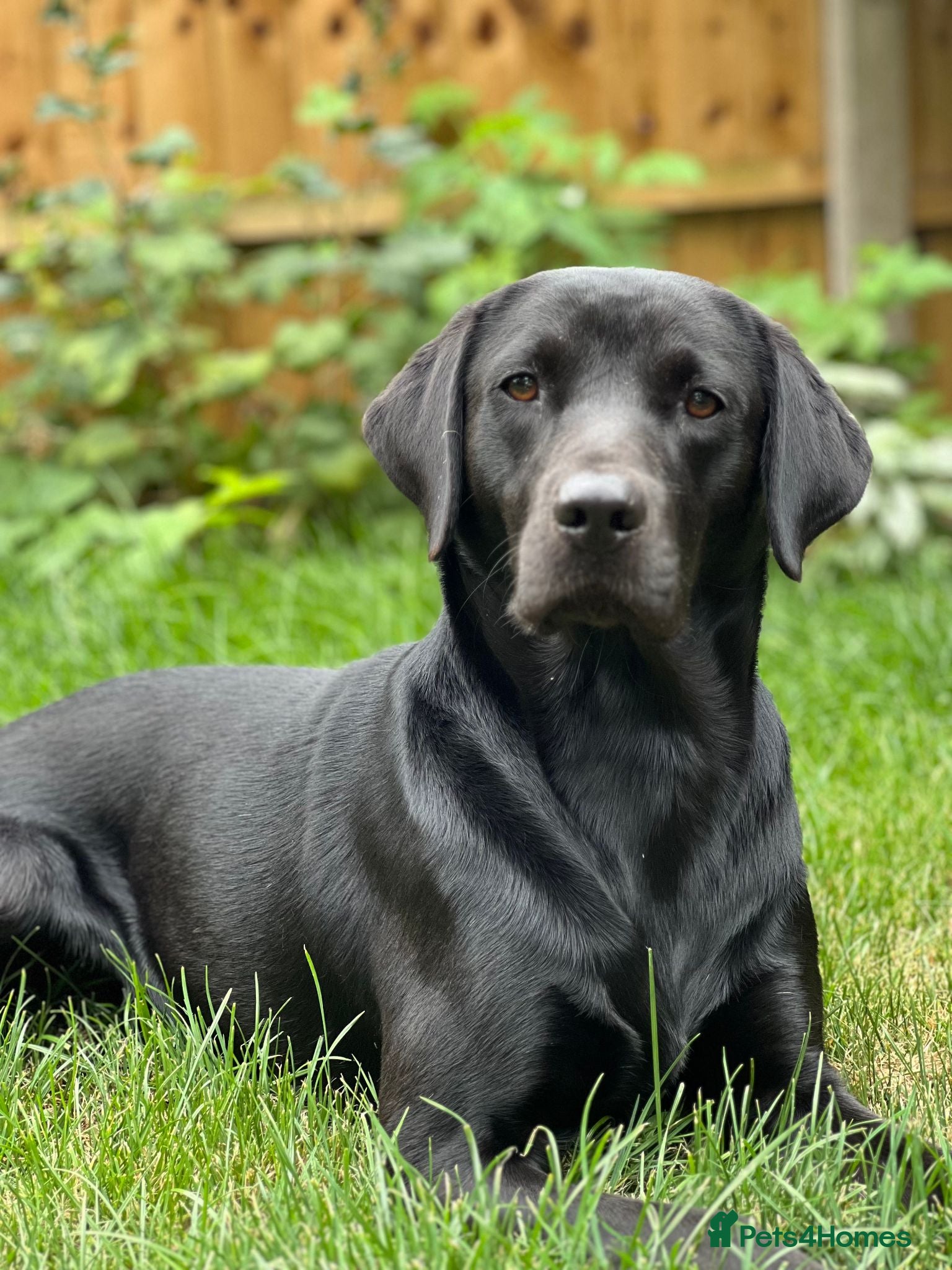 Labrador Retriever dogs KC Registered Working Black Labrador Stud - Woody - Advert 1