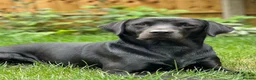 Labrador Retriever dogs for stud: KC Registered Working Black Labrador Stud - Woody in Market Drayton - Advert 1