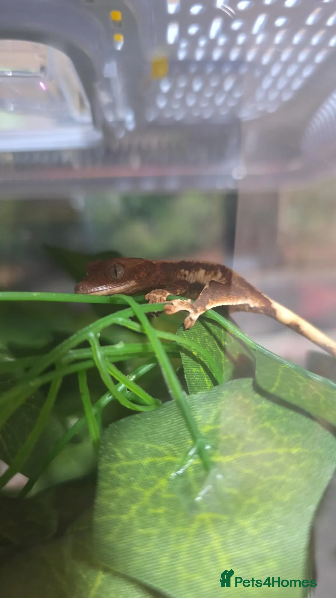 Gecko reptiles for sale: crested gecko babys mixed morphs - Advert 2