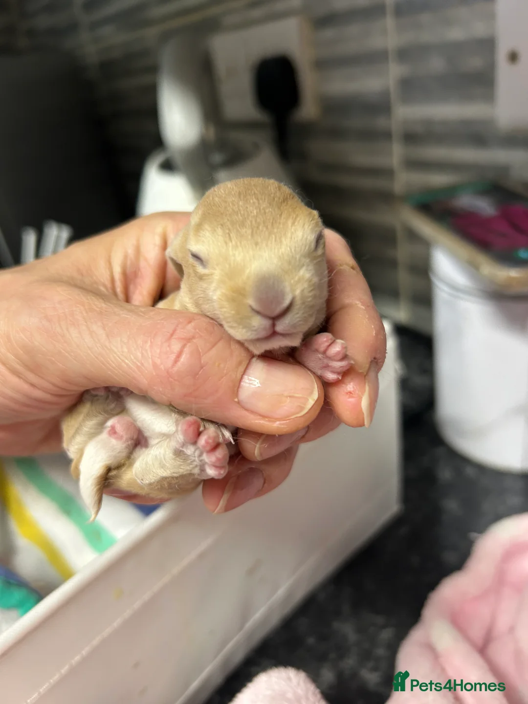 Rex rabbits for sale: Mini Rex bunnies in Dundee - Advert 2