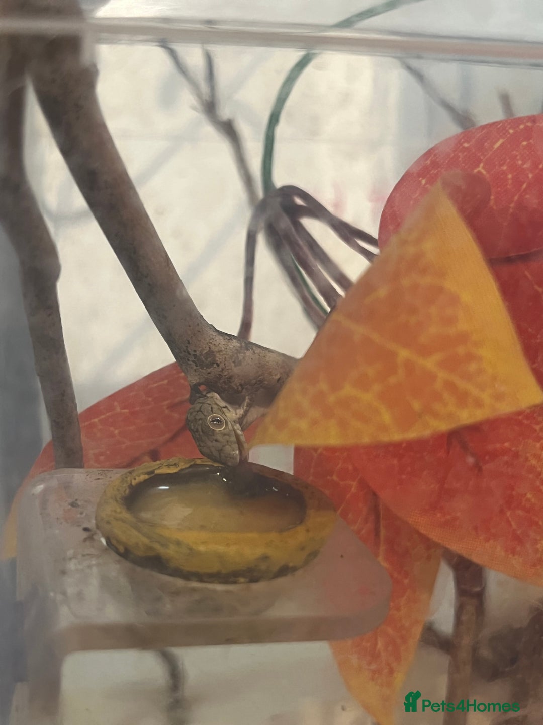 Gecko reptiles for sale: Eurydactylode babies for sale (chameleon geckos) - Image 5