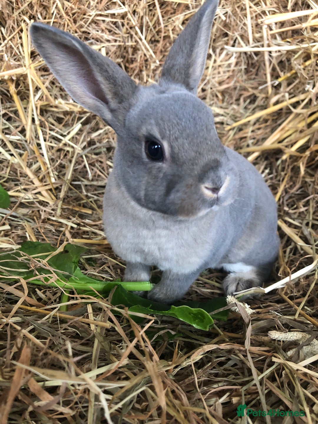 Rex rabbits for sale: Beautiful Pure Breed Velvet Mini Rex babies 🐰  - Advert 10