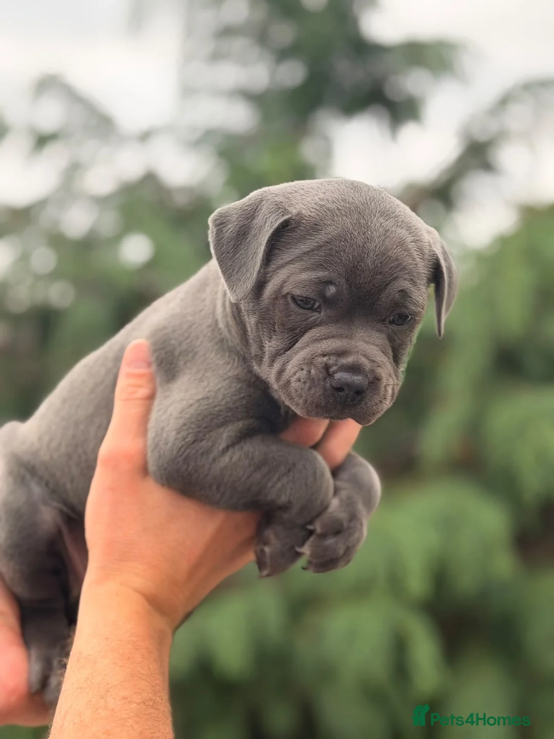 Staffordshire Bull Terrier dogs for sale: KC Registered Staffordshire Bullterrier Litter  - Advert 9