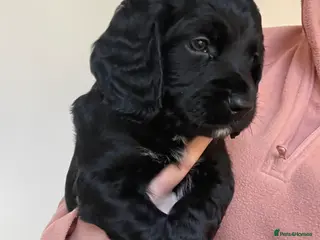 Cocker Spaniel dogs Working cocker spaniel puppies - Advert 13