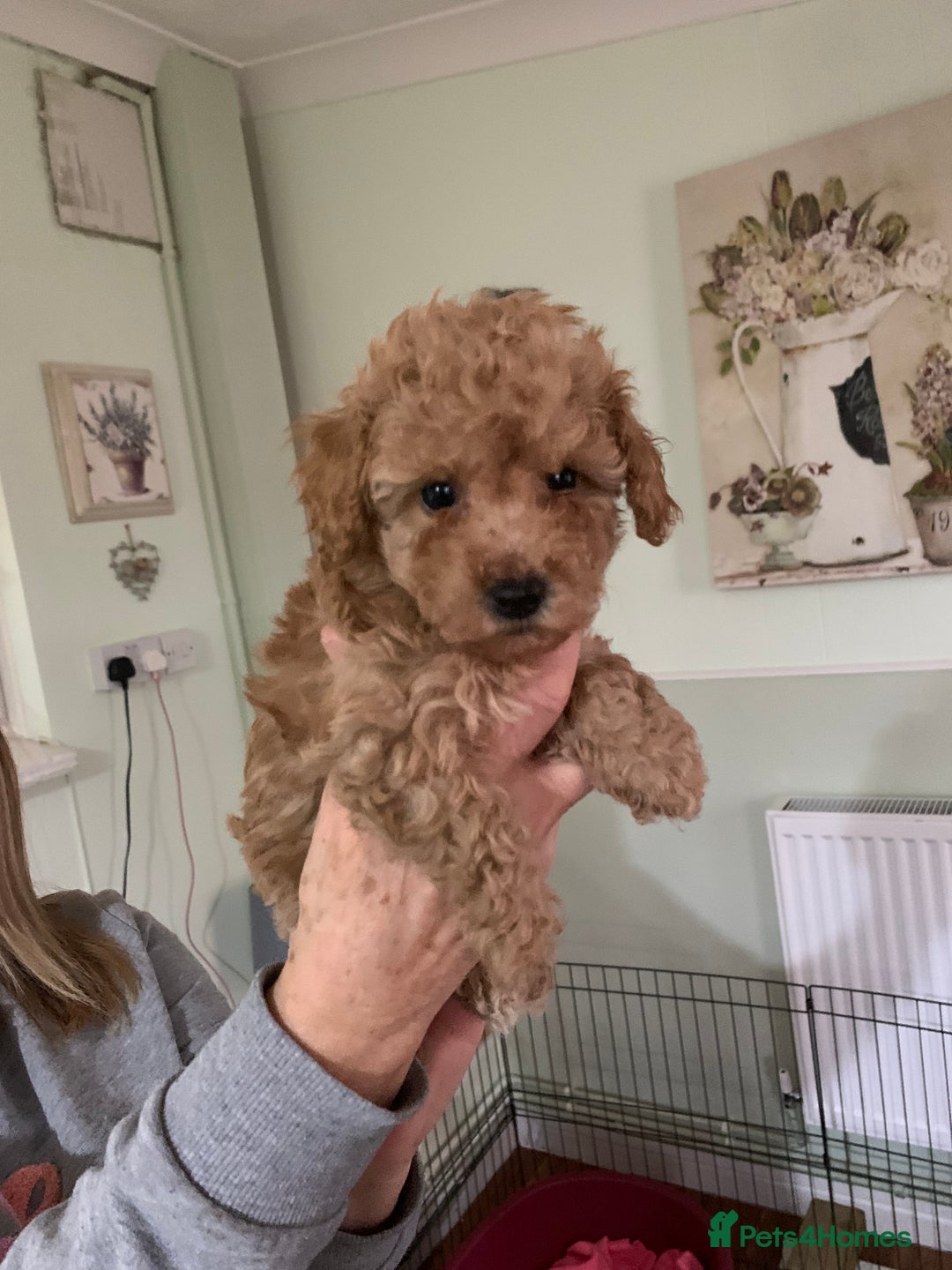 Schnoodle dogs for sale: Miniture schnoodle puppies!! - Advert 3