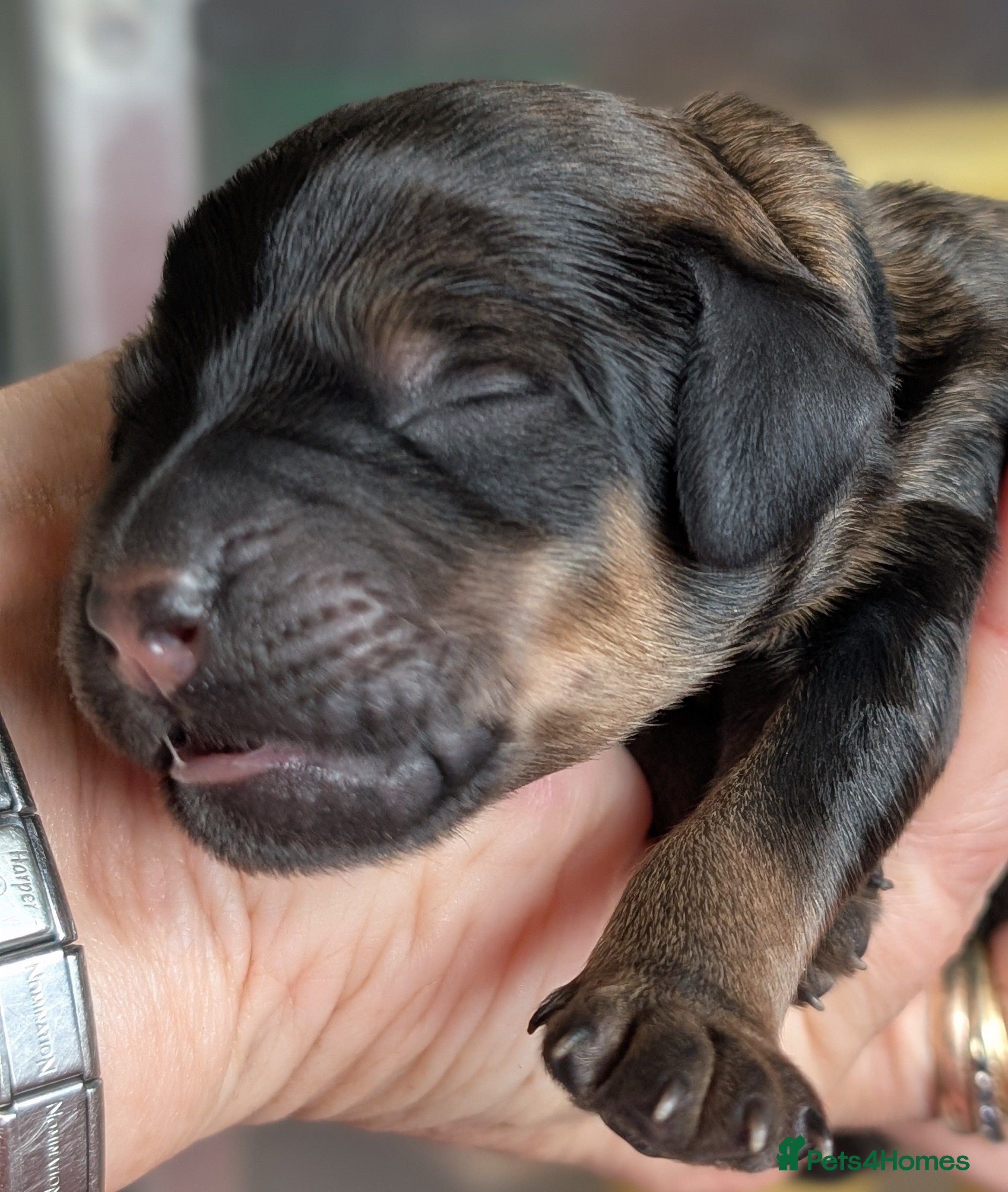 Rottweiler dogs Rottweiler x - Advert 2