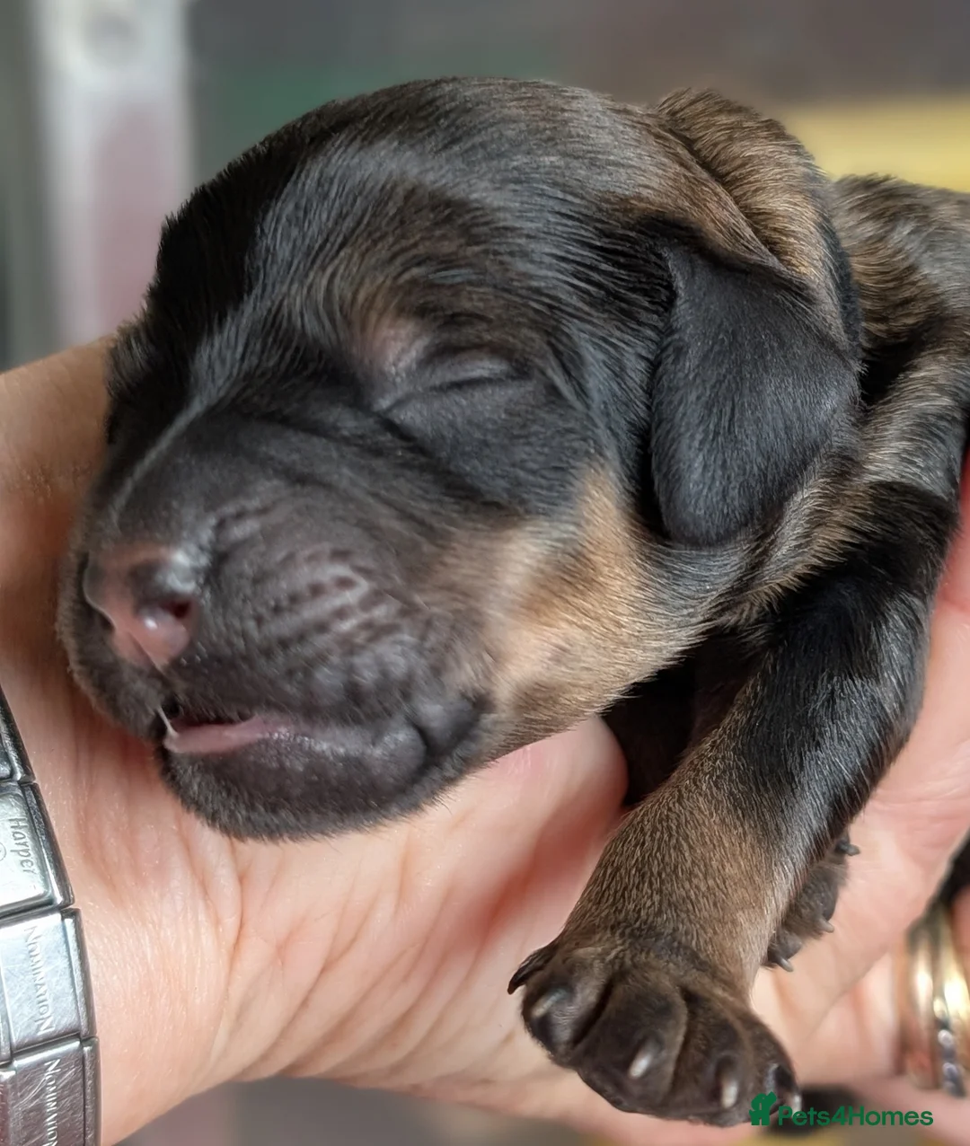Rottweiler dogs for sale: Rottweiler x - Advert 2