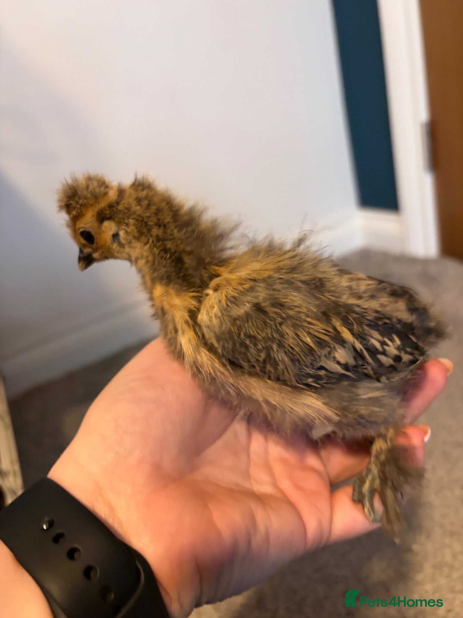 Chickens poultry Still Available! 4 week Old Silkie Chicks Unsexed - Advert 17