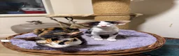 Oriental cats for sale: Pedigree GCCF Oriental Kittens  - Advert 5