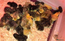 Quail poultry for sale: QUAILS EGGS/CHINESE PAINTED BUTTONS ! - Image 3