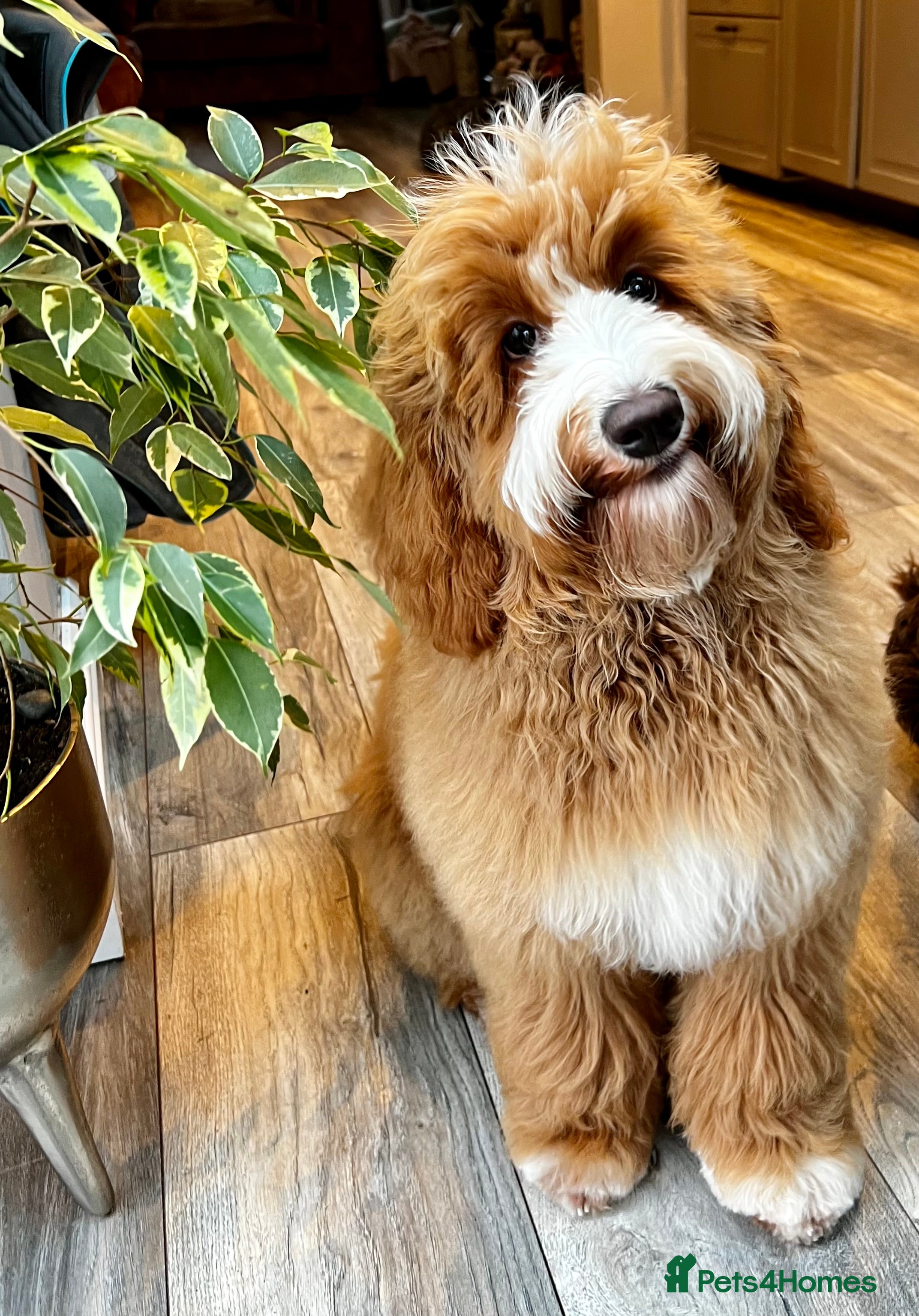 Australian Labradoodle dogs WALA Registered Australian Labradoodle Puppies - Advert 2