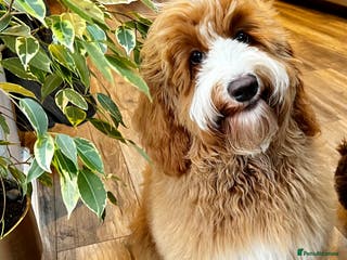 Australian Labradoodle dogs WALA Registered Australian Labradoodle Puppies - Advert 16