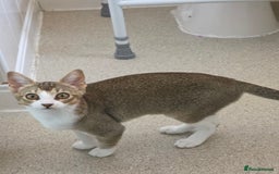 Singapura cats for sale: Accidental Singapura x Abyssinian x Moggie in Lowestoft - Image 9