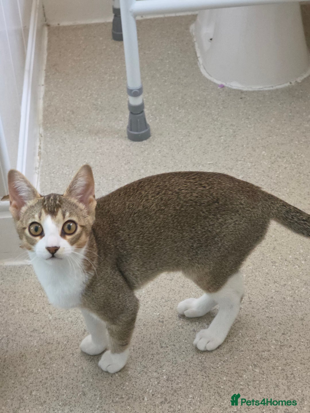 Singapura cats for sale: Accidental Singapura x Abyssinian x Moggie in Lowestoft - Image 9