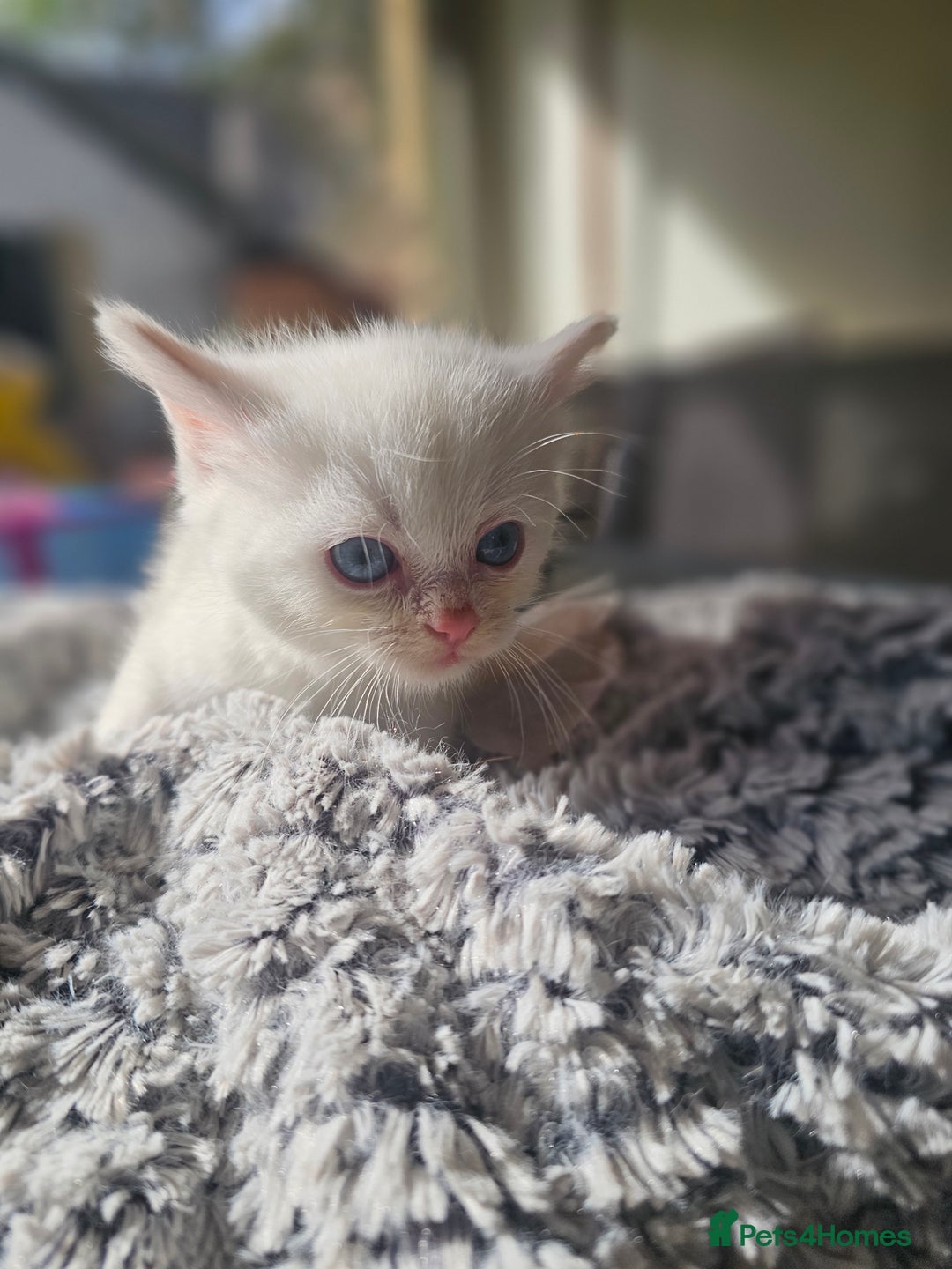 Mixed Breed cats for sale:  🐾 Adorable Kittens Ready for Loving Homes 🐾 - Image 17