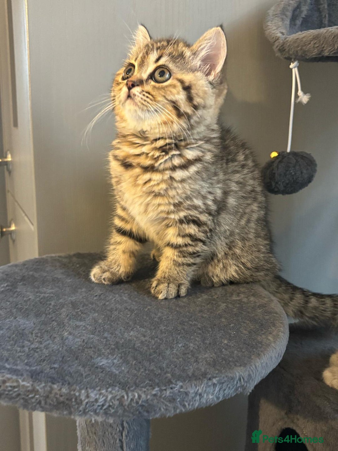 Brazilian Shorthair cats for sale: British short hair stunning 😍  - Image 10