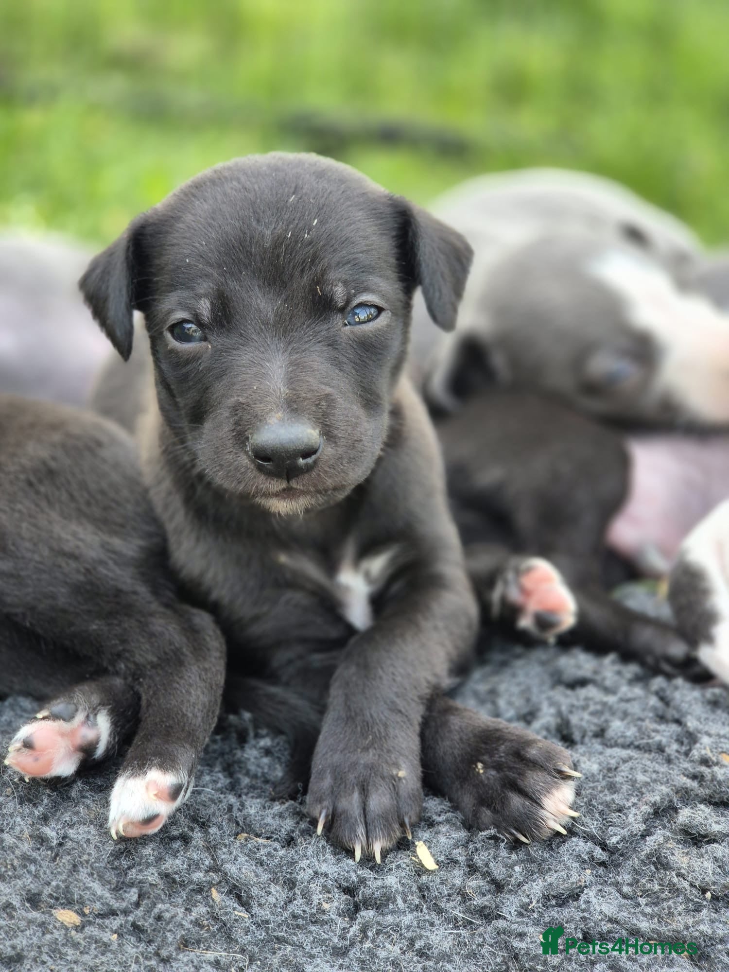 Whippet dogs for sale: Summer’s lovely puppies  in North Tawton - Advert 6