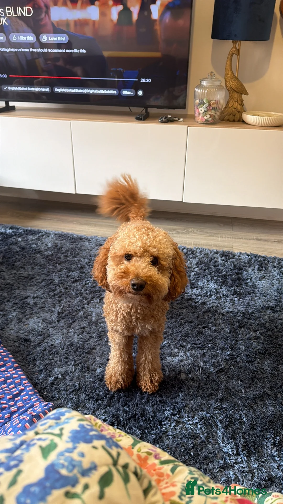 Cavapoo dogs for stud: ALBIE – F1B CAVAPOO STUD AVAILABLE  in Warrington - Advert 2