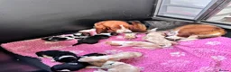 Basset Hound dogs for sale: Basset hound puppies  - Advert 3