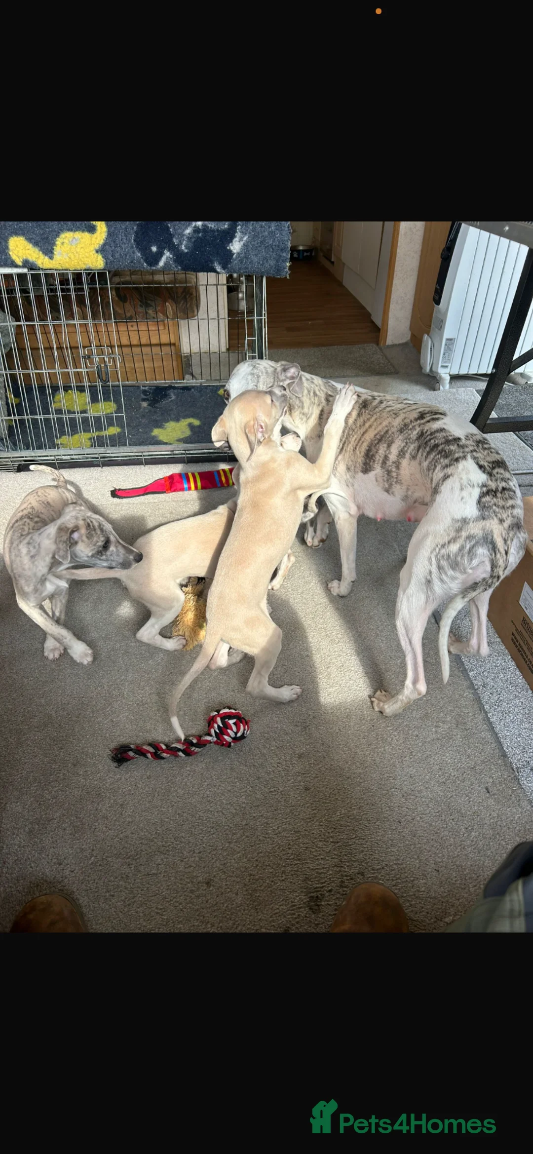 Whippet dogs for sale: Superb quality whippet puppies  - Advert 2