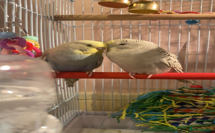 Budgerigars birds - Advert 2