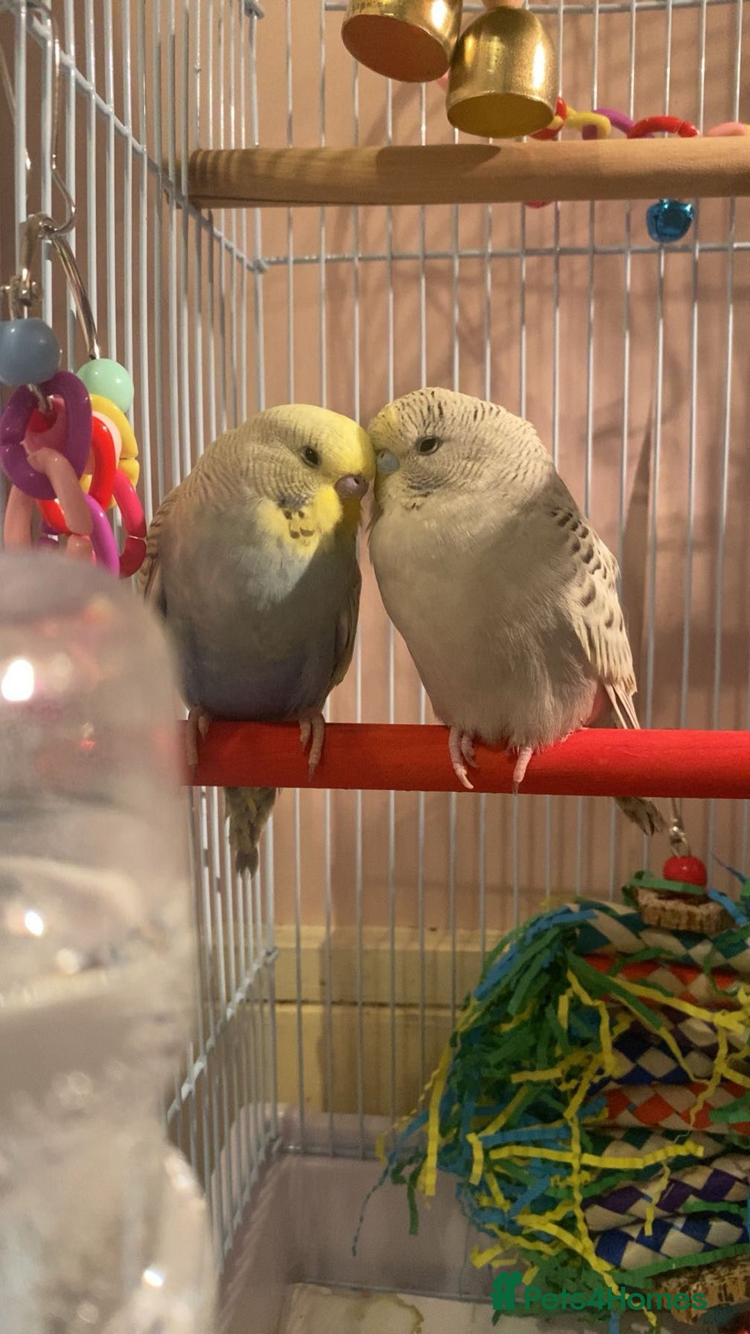 Budgerigars birds for sale: 4  budgies - Image 1