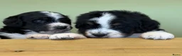 Bernedoodle dogs for sale: Bernadoodle pups homebred  - Advert 18