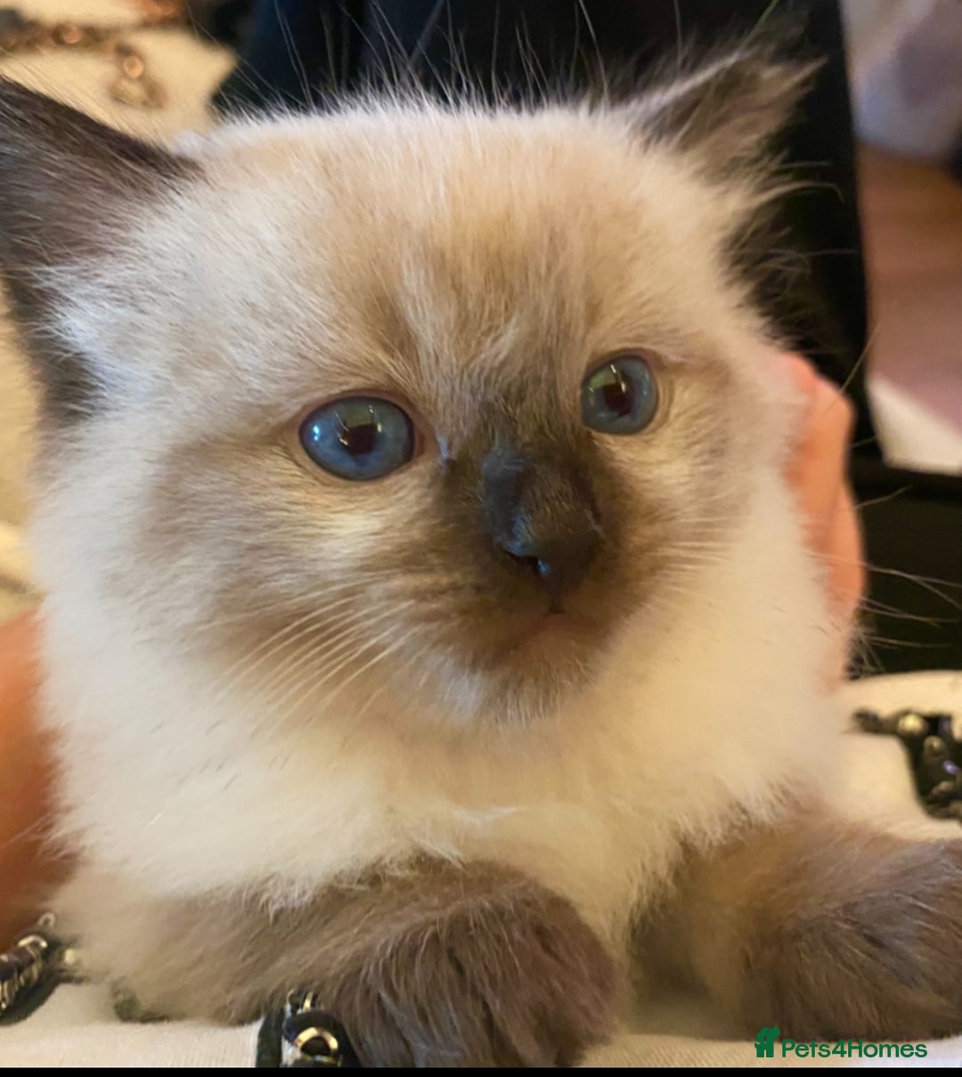 Ragdoll cats for stud: Fabulous Ragdoll for Stud  - Image 7