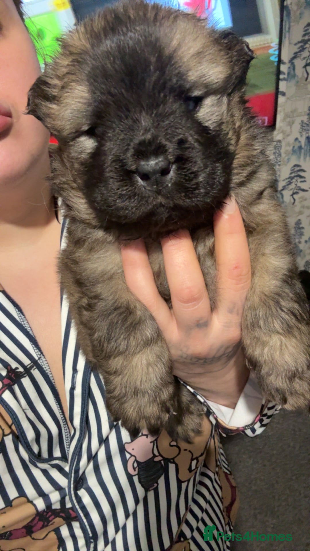 Chow Chow dogs for sale: Chow chow puppies  - Advert 32