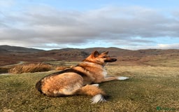 Mixed Breed dogs for sale: Shepherd x Akita - Image 2