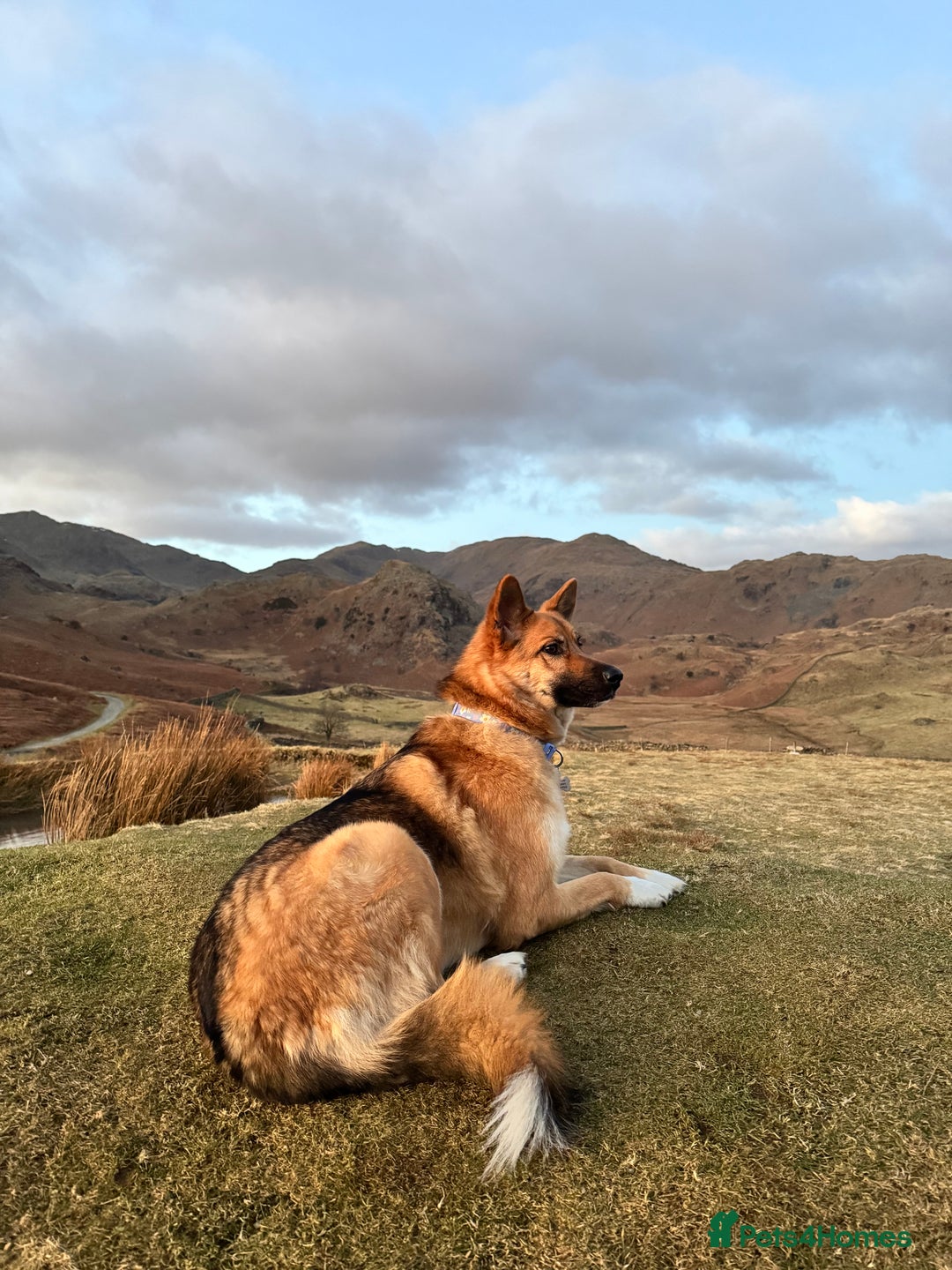 Mixed Breed dogs for sale: Shepherd x Akita - Image 2