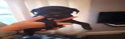 Italian Greyhound dogs for sale: Italian greyhound pups - Advert 3