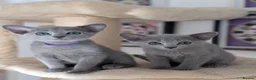 Russian Blue cats for sale: Stunning Full Pedigree Russian Blue  - Advert 3