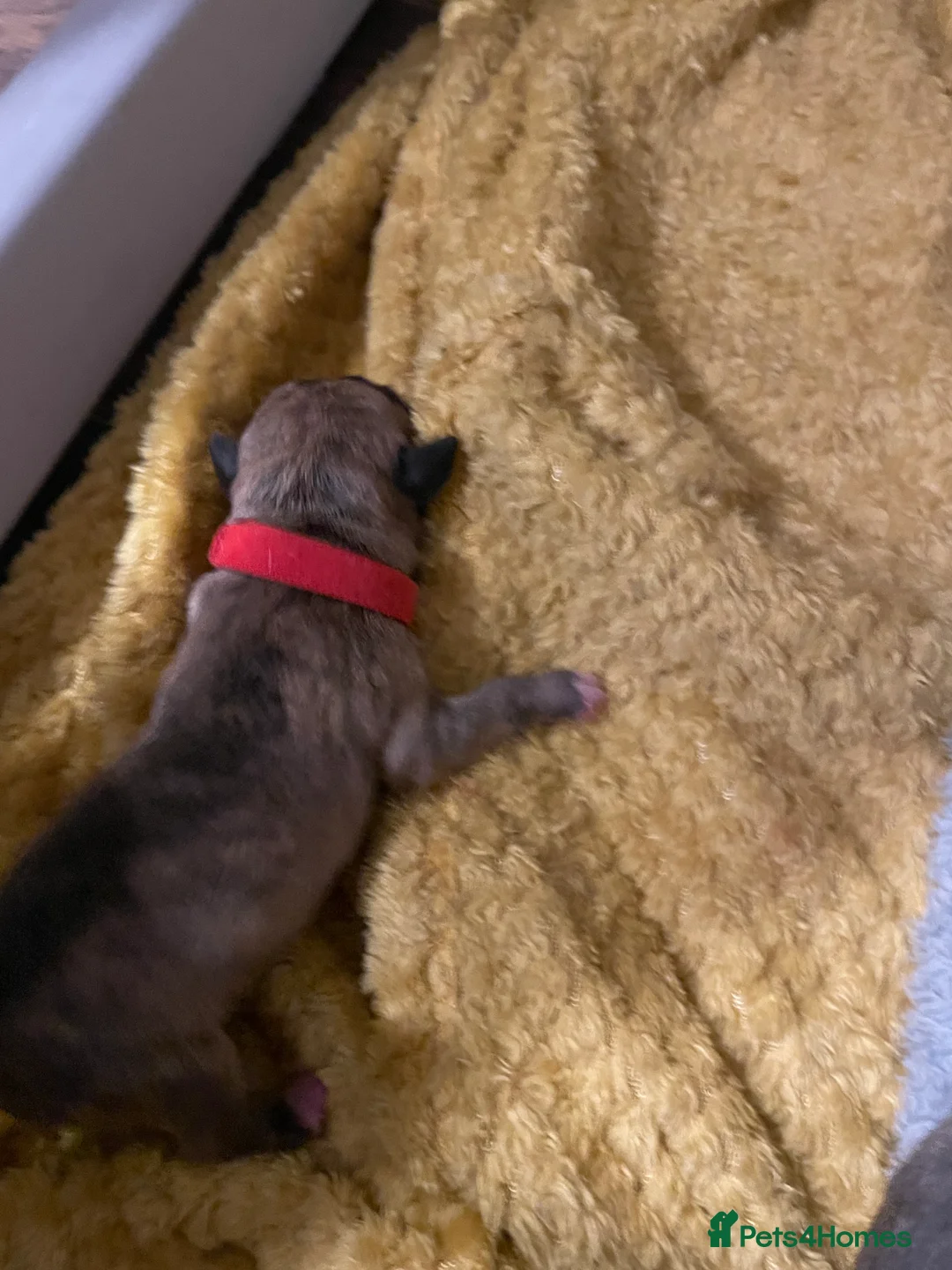 Mixed Breed dogs for sale: American bully X American bulldog puppies  - Advert 7