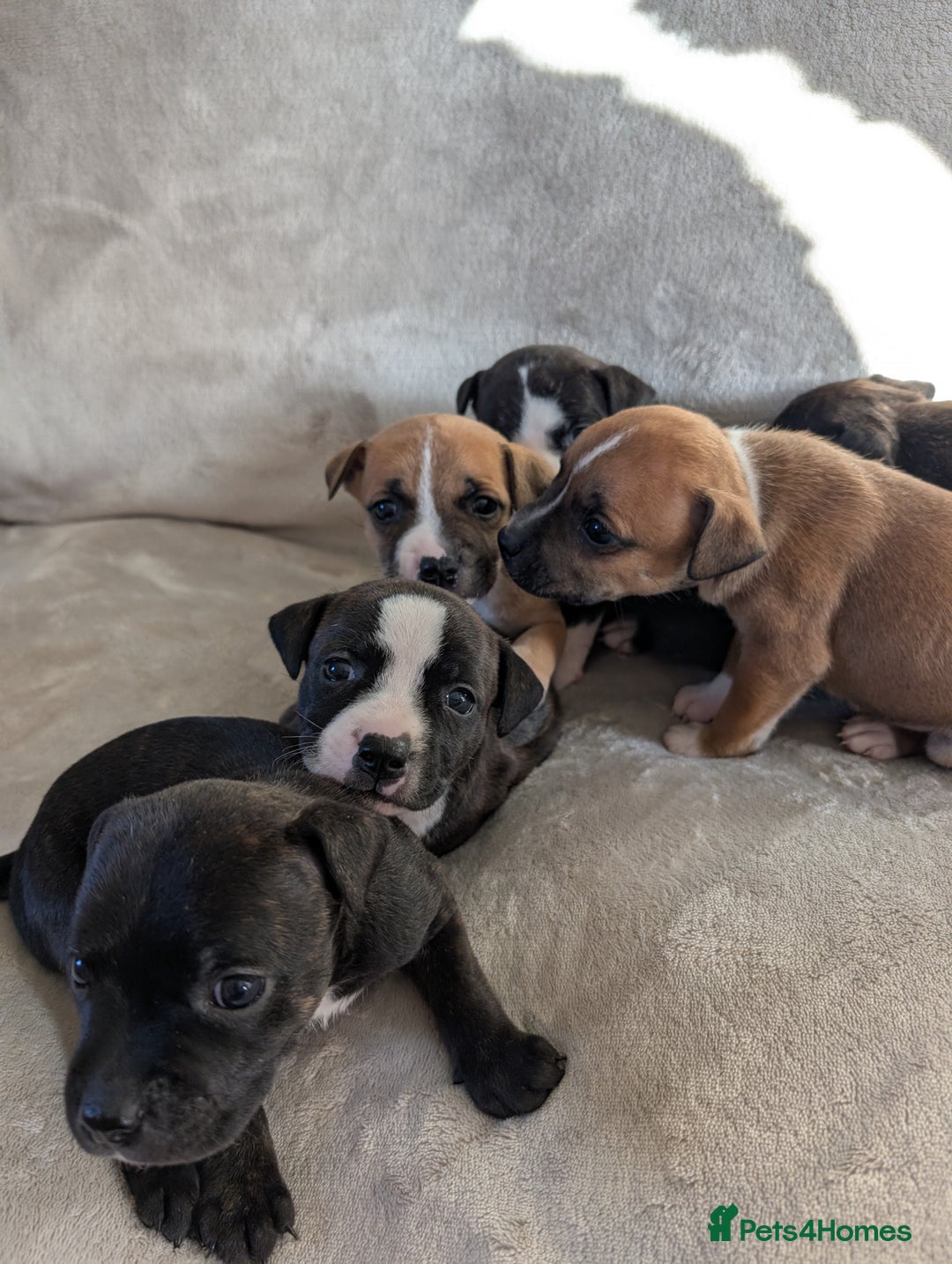 Staffordshire Bull Terrier dogs for sale: Stunning Staffordshire bull terrier puppies  - Advert 9