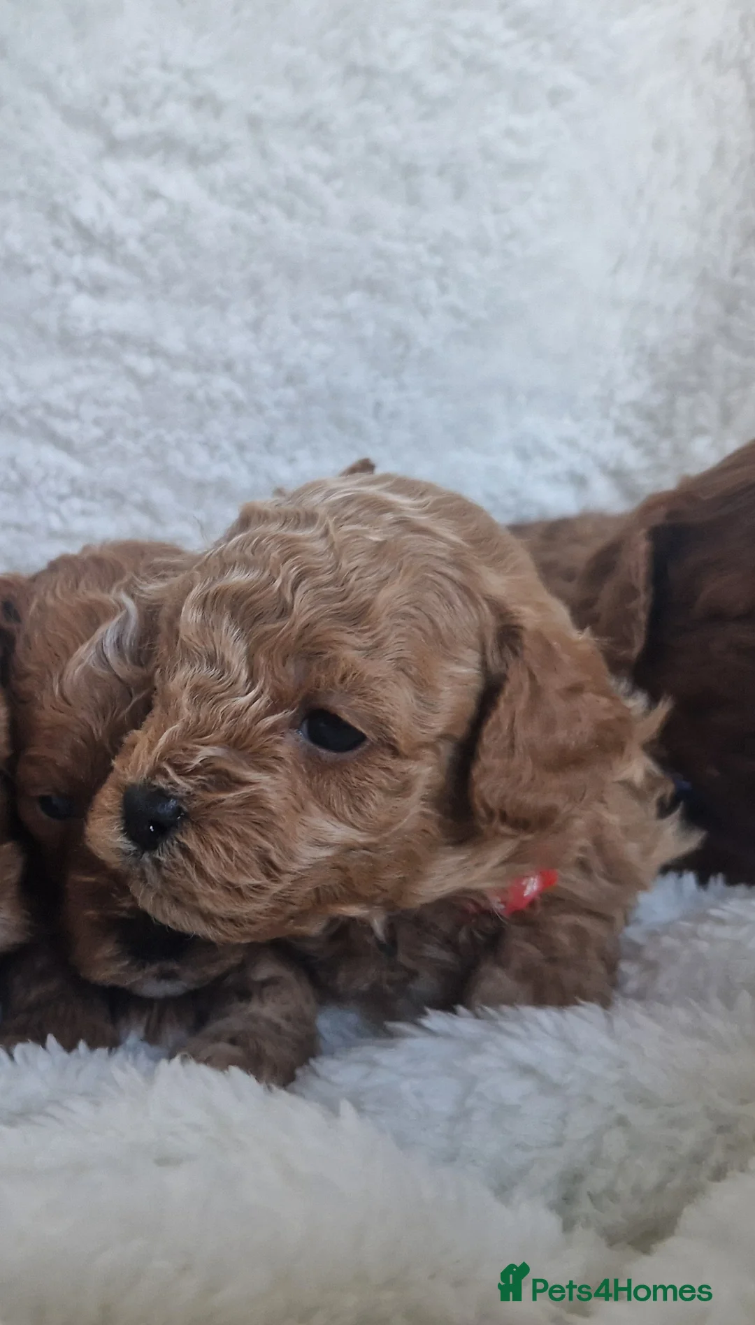 Cavapoo dogs for sale:  1 boy remaining. Health tested stunning cavapoos - Advert 14