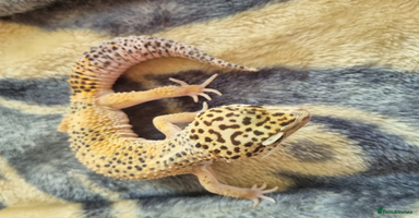Leopard Gecko reptiles - Advert 5