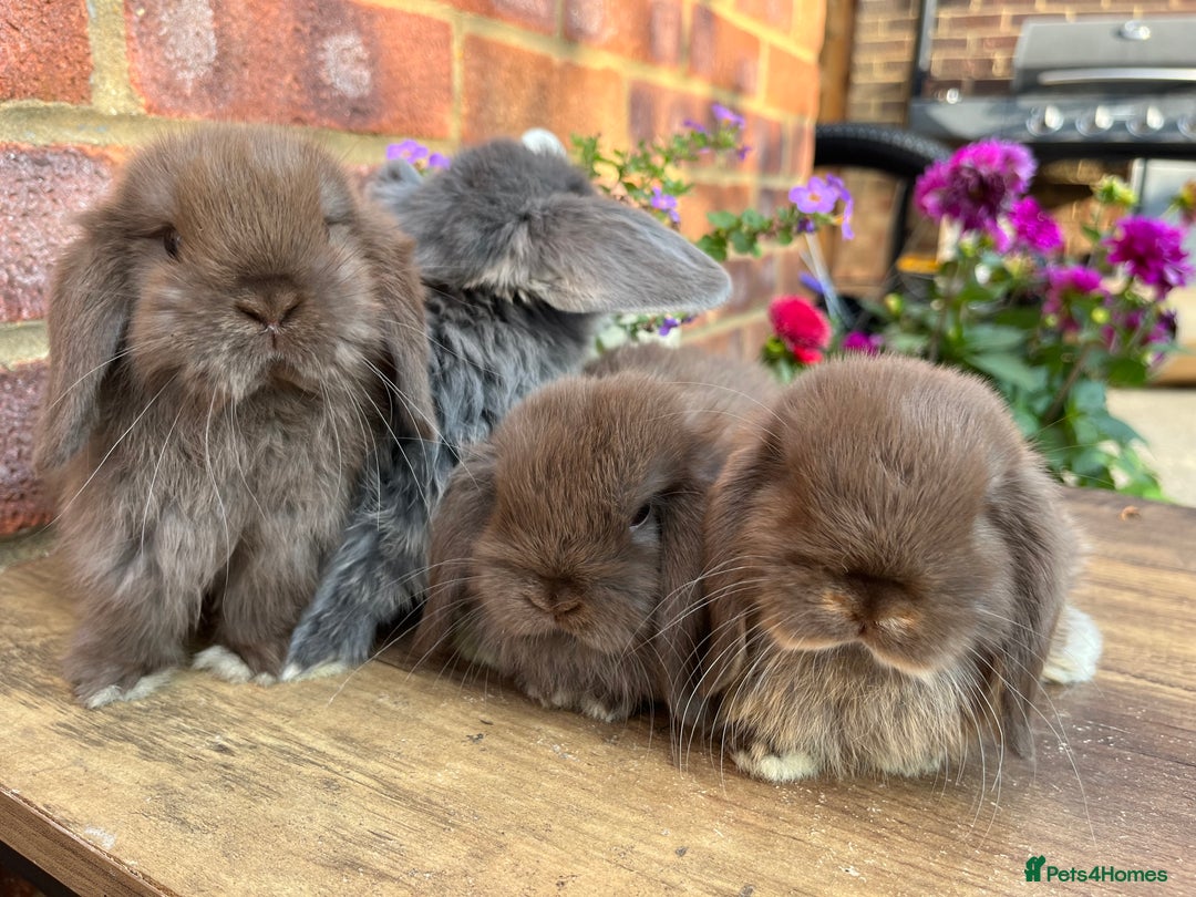 Mini Lop rabbits for sale: Mini lop babies RTL 2nd September - Image 3