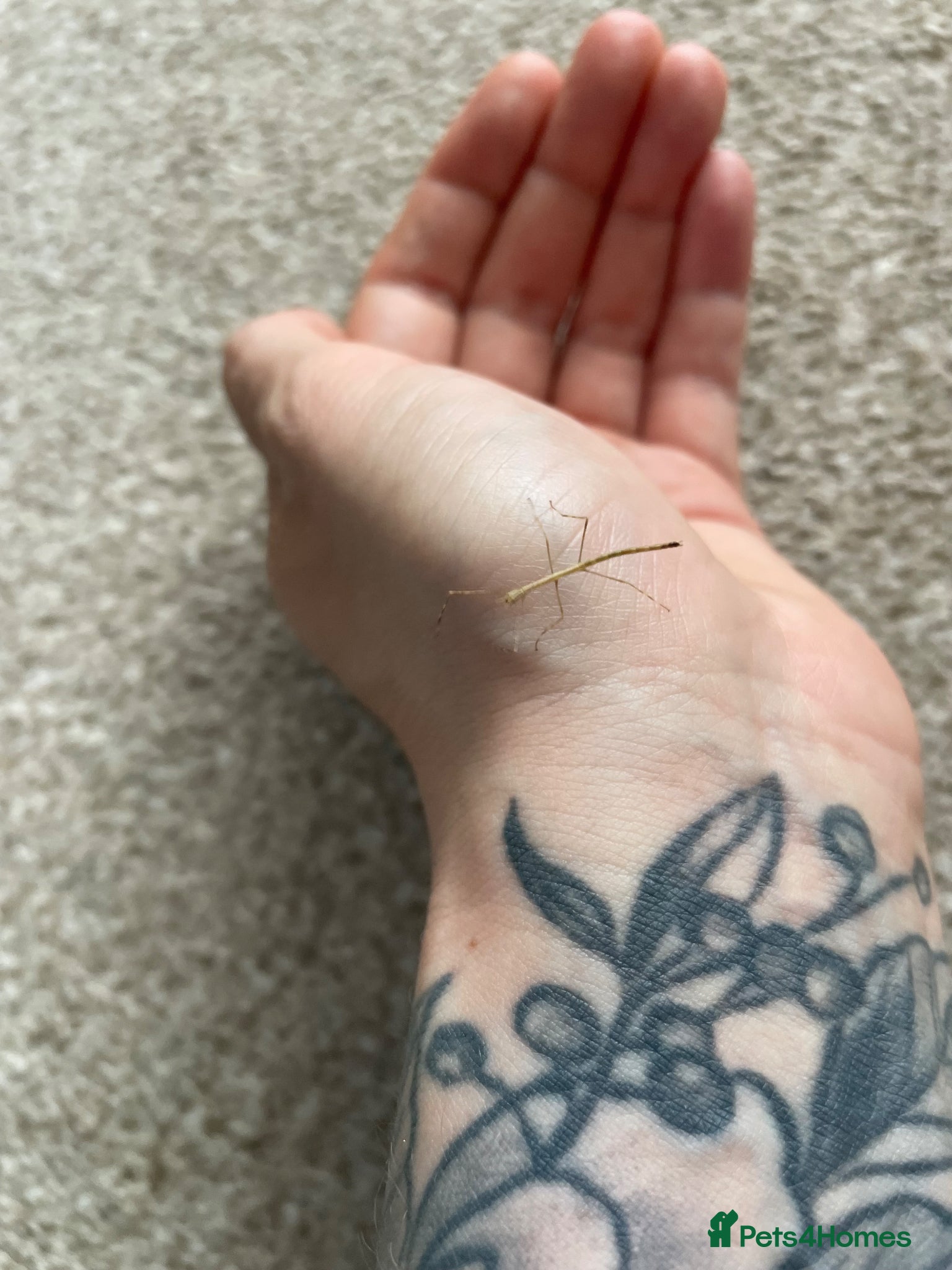 Stick Insects invertebrates Indian baby stick insects  - Advert 15