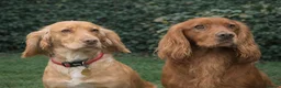 Cocker Spaniel dogs for sale: Handsome Golden Working Cocker Spaniel Puppies - Advert 2