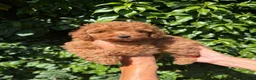 Toy Poodle dogs for sale: KENNEL CLUB REGISTERED TOY POODLE FEMALE!! - Advert 4