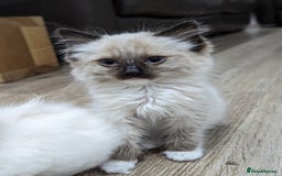Ragdoll cats for sale: Last Gorgeous Ragdoll kitten - Image 25