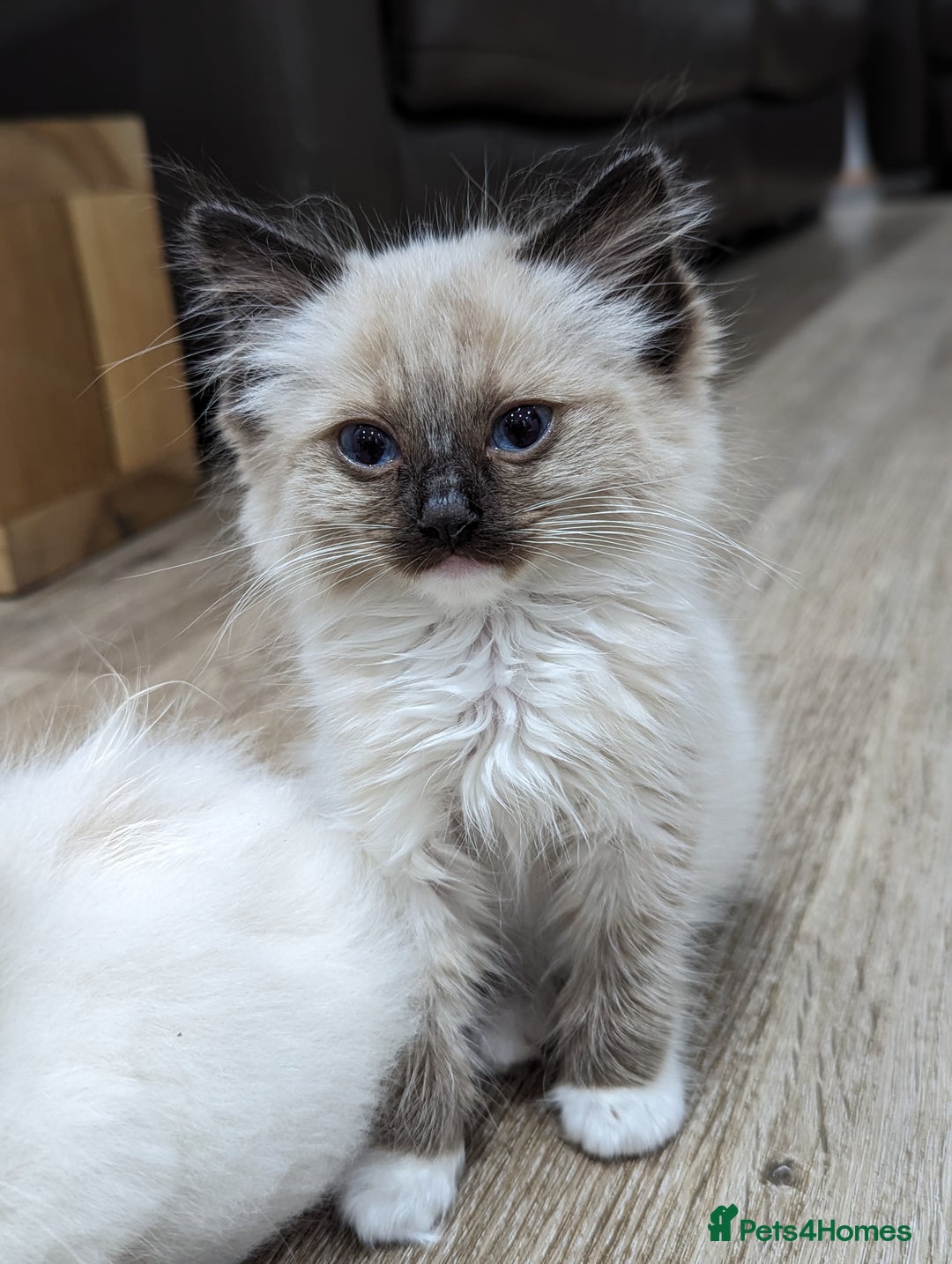 Ragdoll cats for sale: Last Gorgeous Ragdoll kitten - Image 25